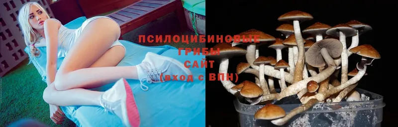 Псилоцибиновые грибы Cubensis  Вольск 